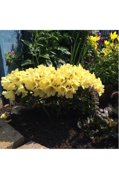 Кущ Саффрано із золотисто-жовтими квітами.